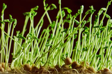 Kadın ellerini tutuyor ve kafasında mikro-yeşillikler, mikro-yeşiller kesiyor.