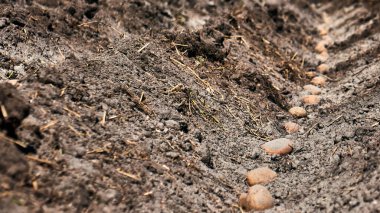 Patates ekme işlemi yakın plan