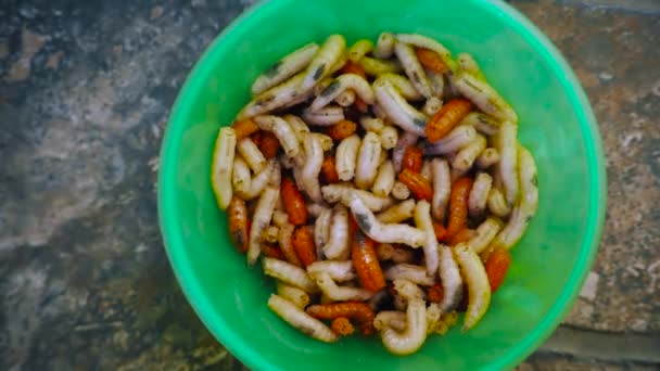 Blutwürmer Und Maden Fischfangbehälter — Stockvideo