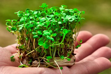 Bir kadının ellerinde mikro yeşil bir çalı