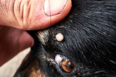 Köpeğin gözünün yanına tik tak.
