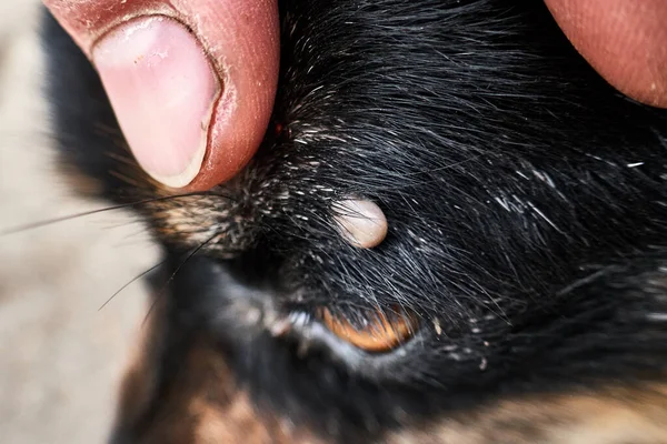 tick on the dog\'s head near the eye