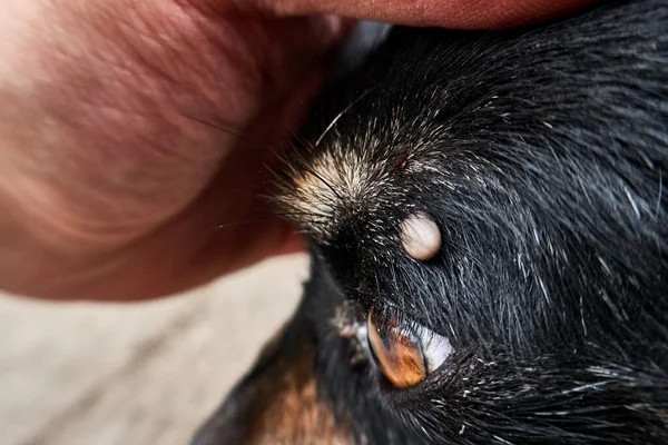 tick on the dog\'s head near the eye