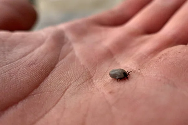 Su aygırı avucunun içinde kanla dolu.