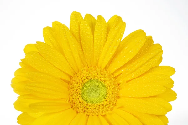 Ziemlich gelbe Gerbera isoliert auf weißem Hintergrund — Stockfoto