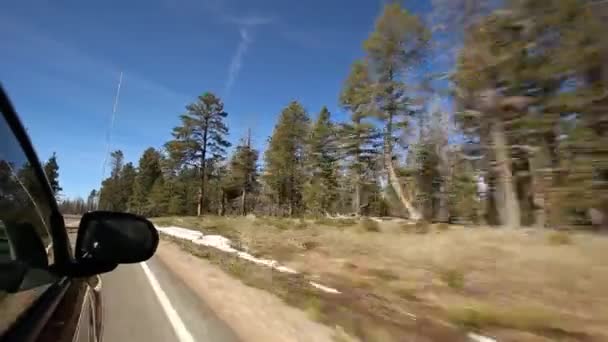 Conduciendo por una carretera en un bosque siempreverde — Vídeos de Stock