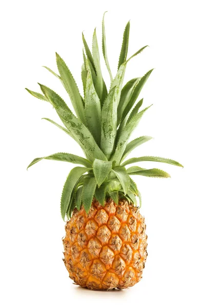 Pojedynczy dojrzały ananas stojący na białym tle — Zdjęcie stockowe