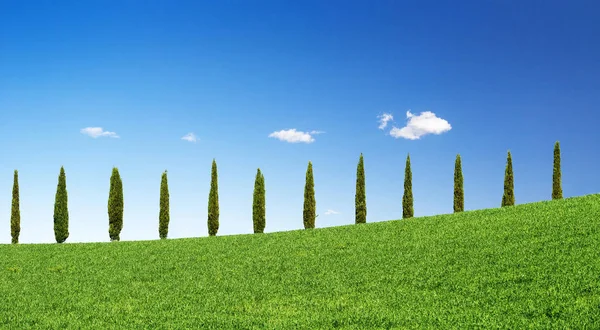 Кипарисы в ряд на зеленом холме в Тоскане — стоковое фото