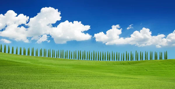 Sypressipuut Toscanan kukkulalla sinisen taivaan alla — kuvapankkivalokuva