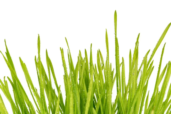 Regndroppar Blad Gräs Isolerad Vit Bakgrund — Stockfoto
