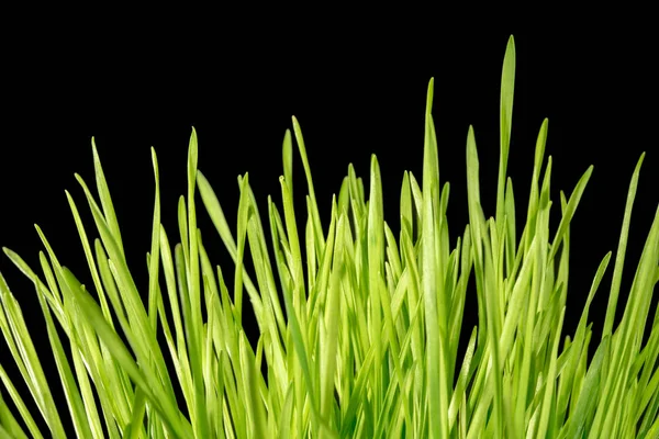 Närbild Gröna Blad Gräs Svart Bakgrund — Stockfoto
