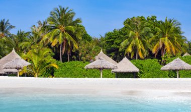 Palmiye ağaçları ve plaj şemsiyeleri lüks tatil beldelerinde.