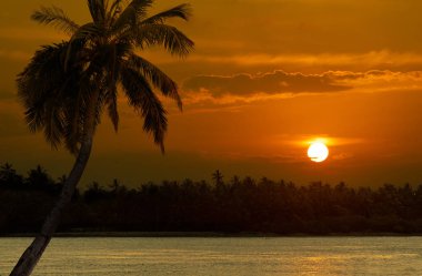 Tropik adada gün batımı, ön planda palmiye ağacı