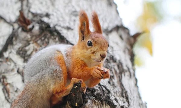 Eichhörnchen sitzt im Baum und frisst Nuss — Stockfoto