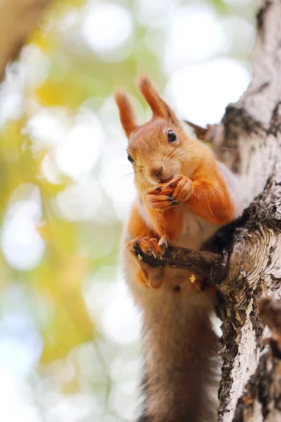 Ardilla sentada en el árbol y comiendo nuez —  Fotos de Stock