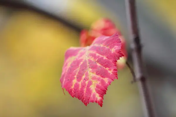 Folhas de outono coloridas no fundo natural — Fotografia de Stock