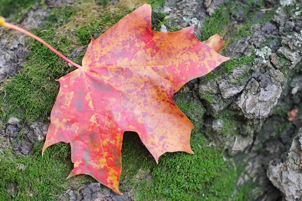 Red autumn leaf on natural background — Stock Photo, Image