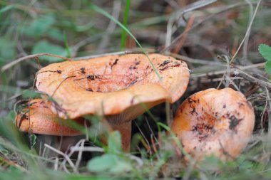 ormandaki mantarları