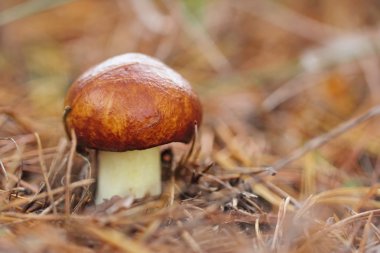 ormandaki mantarları