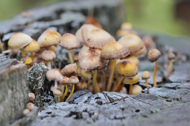 ormandaki mantarları