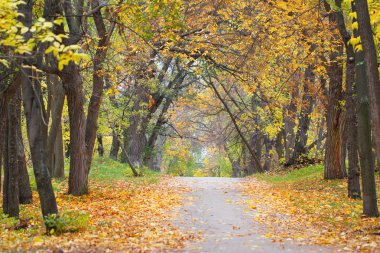 sonbahar park sokakta