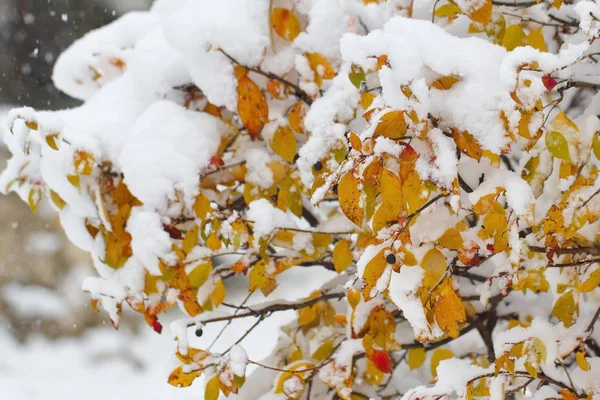 Podzimní listí pokryté sněhem — Stock fotografie