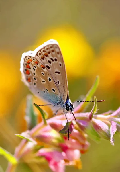 夏の間は花蝶します。 — ストック写真