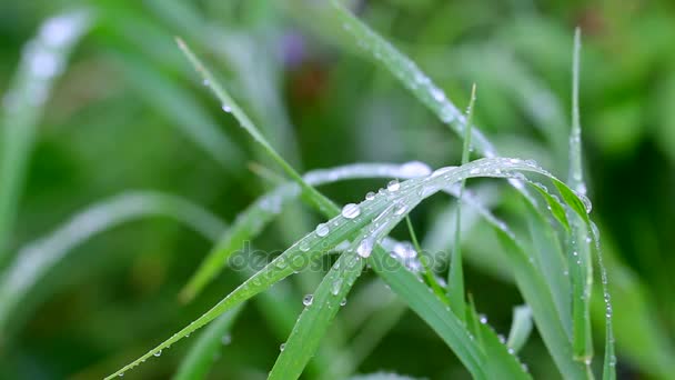 Small drops of rain on a grass — Stock Video