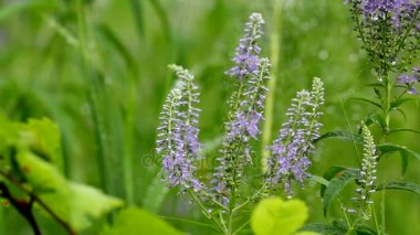 Bir çim ve çiçek yağmur damlaları