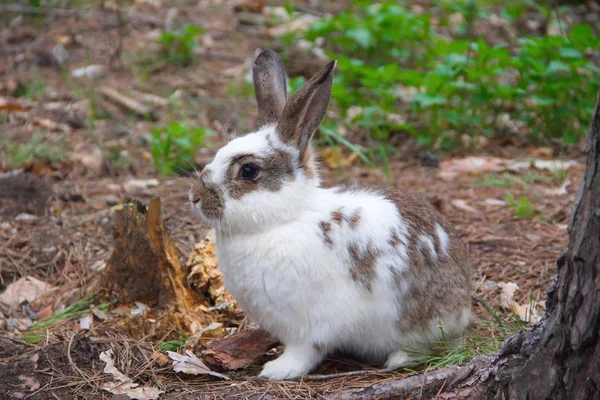 地面に座っているウサギ — ストック写真