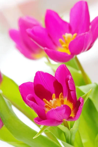 Spring Tulip Flowers Light Background — Stock Photo, Image