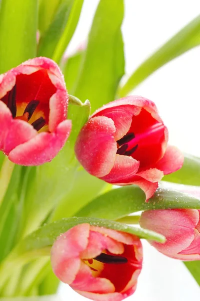 Verse tulp bloemen — Stockfoto