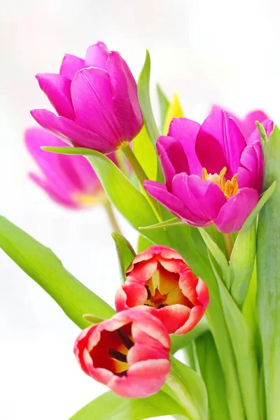 Fresh tulip flowers — Stock Photo, Image