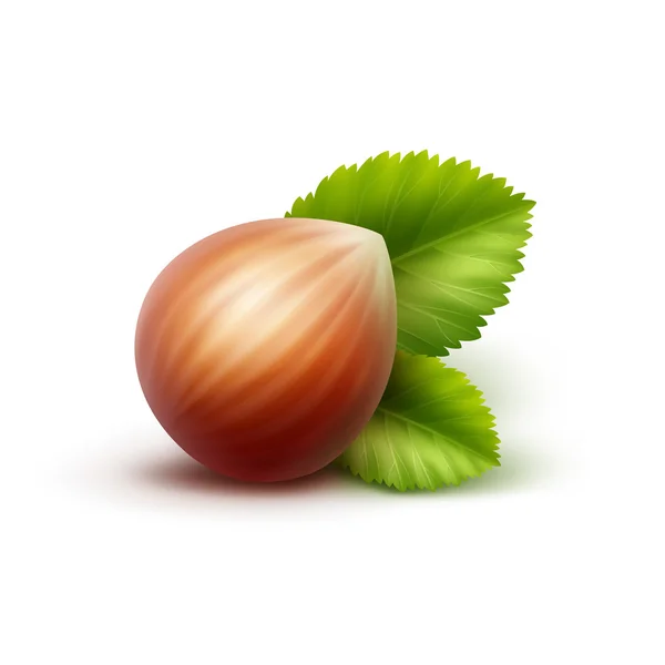 Full Unpeeled Hazelnut with Leaves Isolated on White Background — Stock Vector