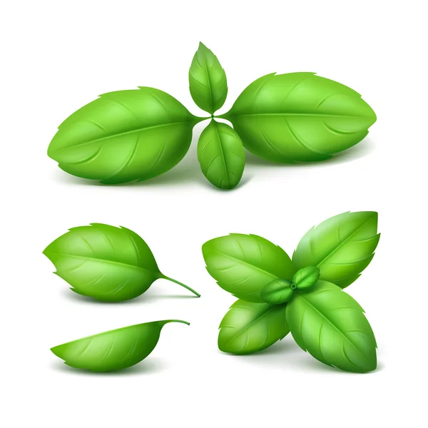 Set of Green Fresh Basil Leaves Close up Isolated Background — Stock Vector