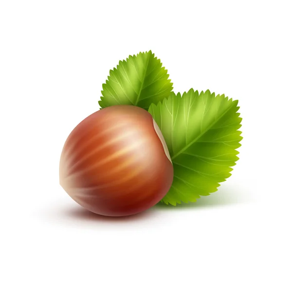 Full Unpeeled Realistic Hazelnut with Leaves Close up Isolated on White Background — Stock Vector