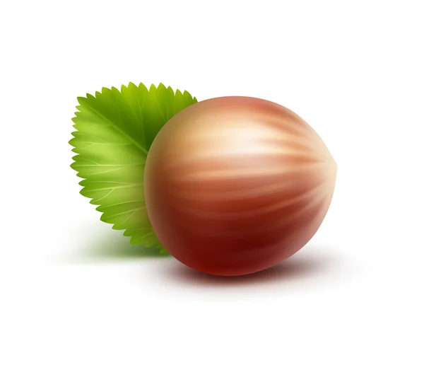 Full Unpeeled Realistic Hazelnut with Leaves on White Background — Stock Vector