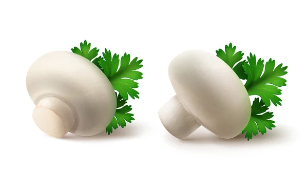 Set de Champiñones Agaricus Portabello Blanco Champiñones con Perejil Aislado — Vector de stock