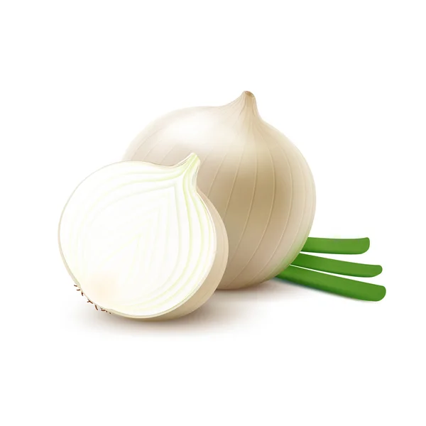 Bombillas de cebolla blanca frescas enteras y cortadas en rodajas con cebollas verdes picadas — Vector de stock