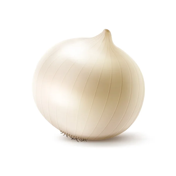 Vector Fresh Whole White Onion Bulb Close up on White Background — Stock vektor