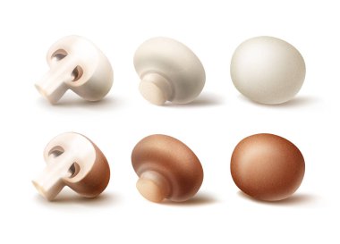 Vektör ayarla, taze bütün ve dilimlenmiş yarım kahverengi beyaz Portabello Agaricus petrol mantar yakın göl kenarında beyaz arka plan üzerinde