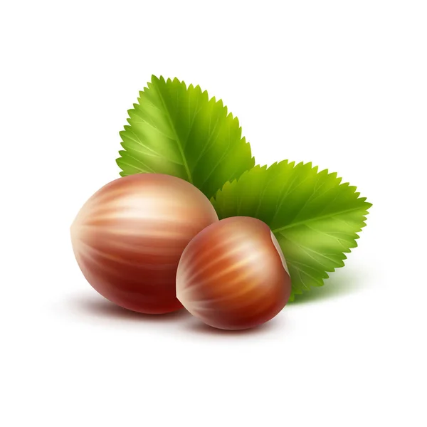 Vector Full Unpeeled Realistic Hazelnuts with Leaves Close up Isolated on White Background — Stock Vector
