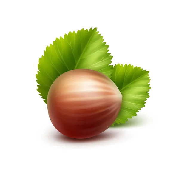 Vector Full Unpeeled Realistic Hazelnut with Leaves Close up Isolated on White Background — Stock Vector