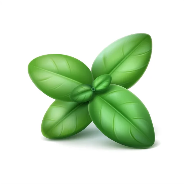 Πράσινο φρέσκο βασιλικό φύλλα εσωτερικη απομονωμένη σε λευκό φόντο — Διανυσματικό Αρχείο