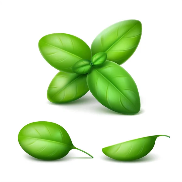 Διάνυσμα πράσινο φρέσκο βασιλικό φύλλα εσωτερικη απομονωμένη σε λευκό φόντο — Διανυσματικό Αρχείο