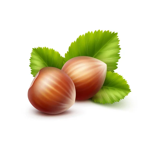 Full Unpeeled Realistic Hazelnuts with Leaves Close up Isolated on White Background — Stock Vector