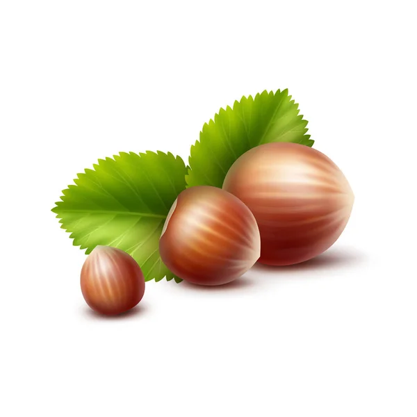 Vector Full Unpeeled Realistic Hazelnuts with Leaves Close up Isolated on White Background — Stock Vector