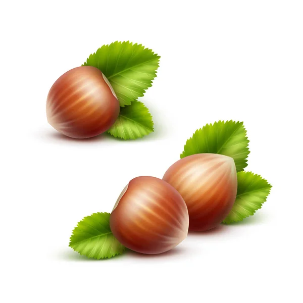 Vector Full Unpeeled Realistic Hazelnuts with Leaves Close up Isolated on White Background — Stock Vector
