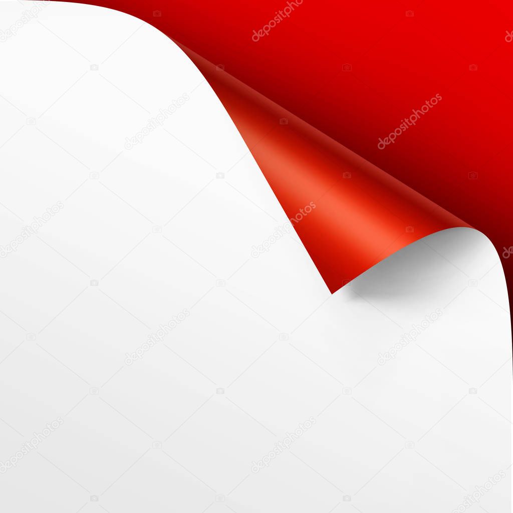 Vector Curled corner of White paper with shadow Mock up Close up Isolated on Bright Red Scarlet Background