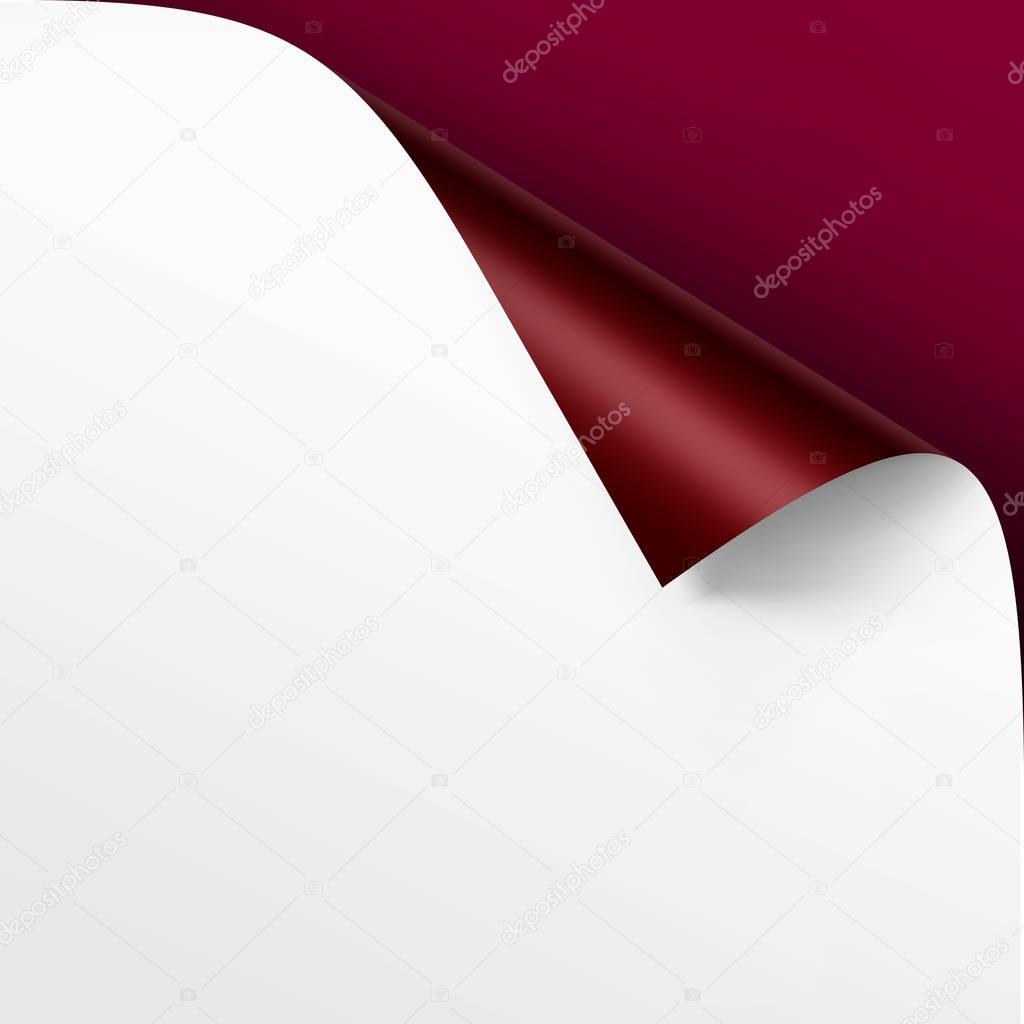 Vector Curled corner of White paper with shadow Mock up Close up Isolated on Vinous Background